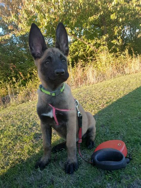 belgian malinois puppies for sale